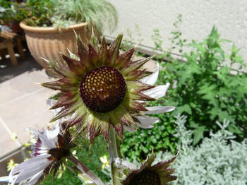 P1020426.JPG