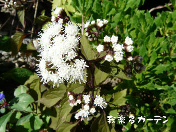 P1020738.JPG