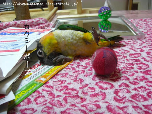 sexyzunkiti.JPG