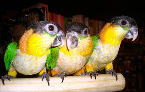 BlackCappedCaique080920-42.jpg