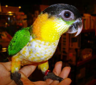 BlackCappedCaique0809202.jpg