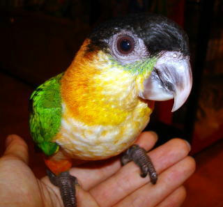 BlackCappedCaique080920-31.jpg