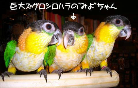 C_BlackCappedCaique080920-42.jpg