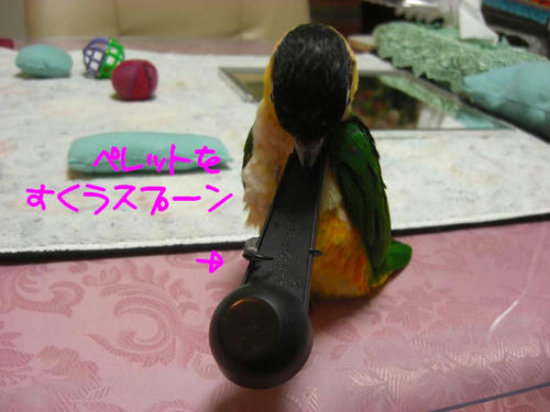 KCIMG3571.JPG