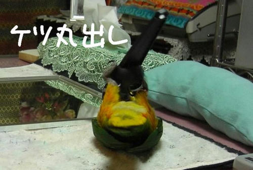 KCIMG333333.jpg