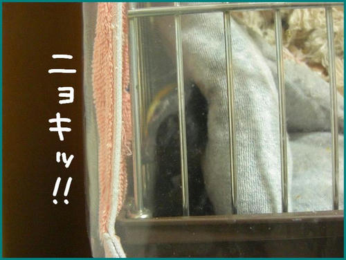 KCIMG3596.JPG