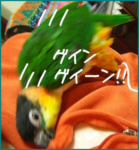 KCIMG3937.JPG