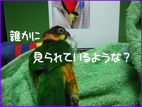 KCIMG4062.JPG