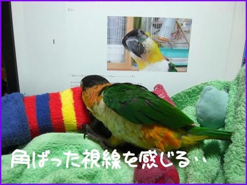 KCIMG4070.JPG