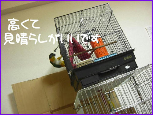 burasagari_caique.JPG