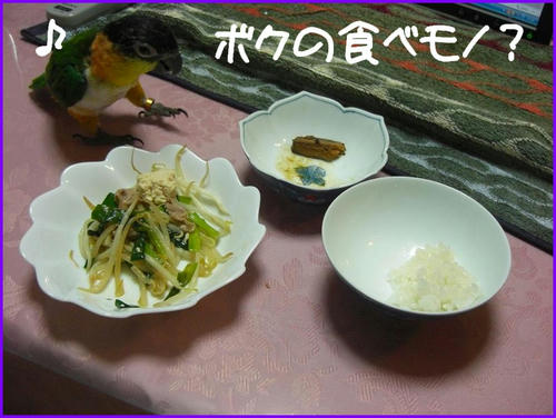 GohanGoudatu_caique.jpg