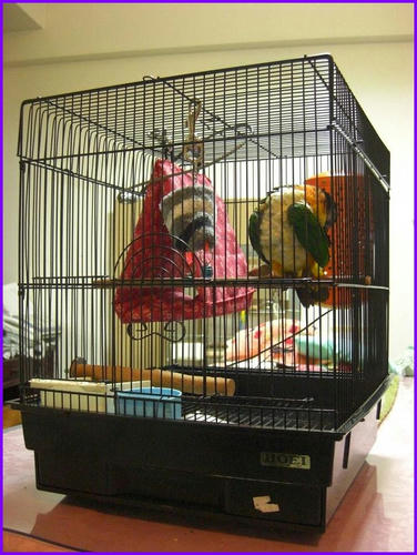 NewCage_caique.JPG