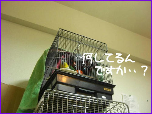 Nozokimi_caique.jpg