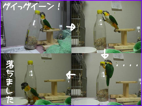 zuguronozunkiti.jpg