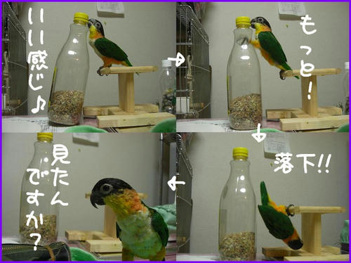 zuguronozunkiti_2.jpg