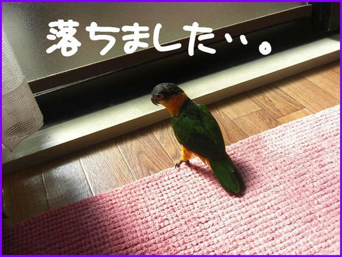 RakkaChokugoZunkiti.jpg