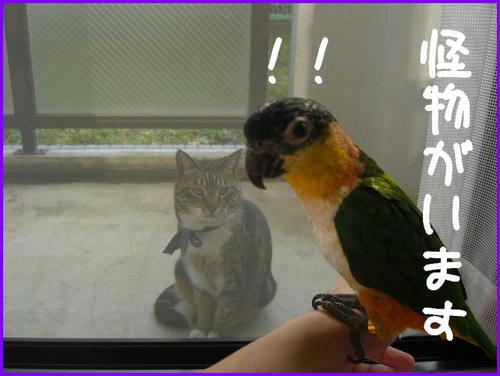 CatAndZunkiti_Caique.jpg