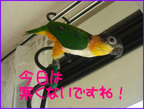 Zunkiti_Nikkoyoku.jpg