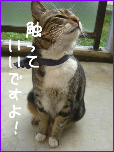TonariNoNeko_2.jpg