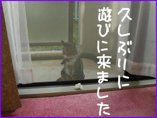 TonariNoNeko.jpg