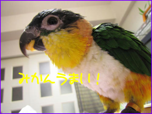 caique_mikan.jpg