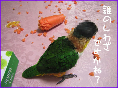 Caique_zunkiti_zuraVer.jpg