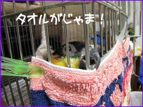 blackheadedcaiquezunkiti3.jpg