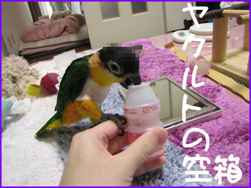 yakultcaique.jpg