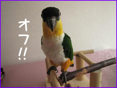 OFF20090523.jpg