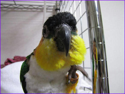 caiquezunkichi02.jpg