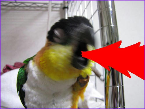 caiquezunkichi.jpg