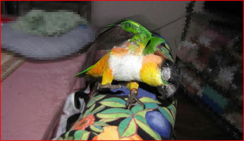 caique.jpg