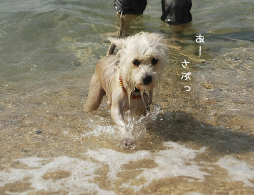 fukusea2.jpg