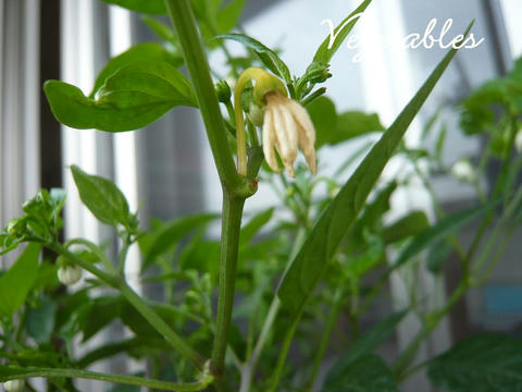 ししとうの苗 花の苗 Chakoん家の野菜ガーデニング