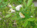 9watage_yanagi070517f_u1.jpg