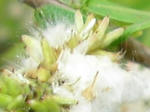 9watage_yanagi070517f_u2.jpg