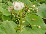 9watage_huki070503b_u2.jpg