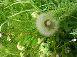 9watage_20080511SANY0025u1.jpg