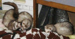 Ferrets_at_play.jpg