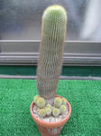 金晃丸
