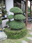 イヌツゲ