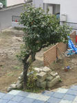 甘柿