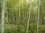 1112511785_39.jpg