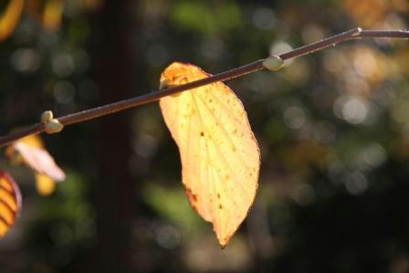 IMG_4540.JPG