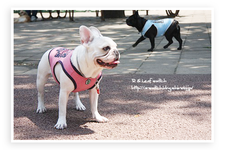 s-IMG_0253.png
