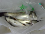 20090403110302.jpg