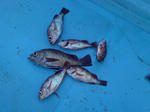 20090414122811.jpg