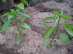 20090516103759.jpg