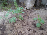 20090516103746.jpg
