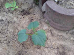 20090516103734.jpg
